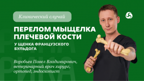 Перелом мыщелка плечевой кости у щенка Перелом мыщелка плечевой кости у щенка